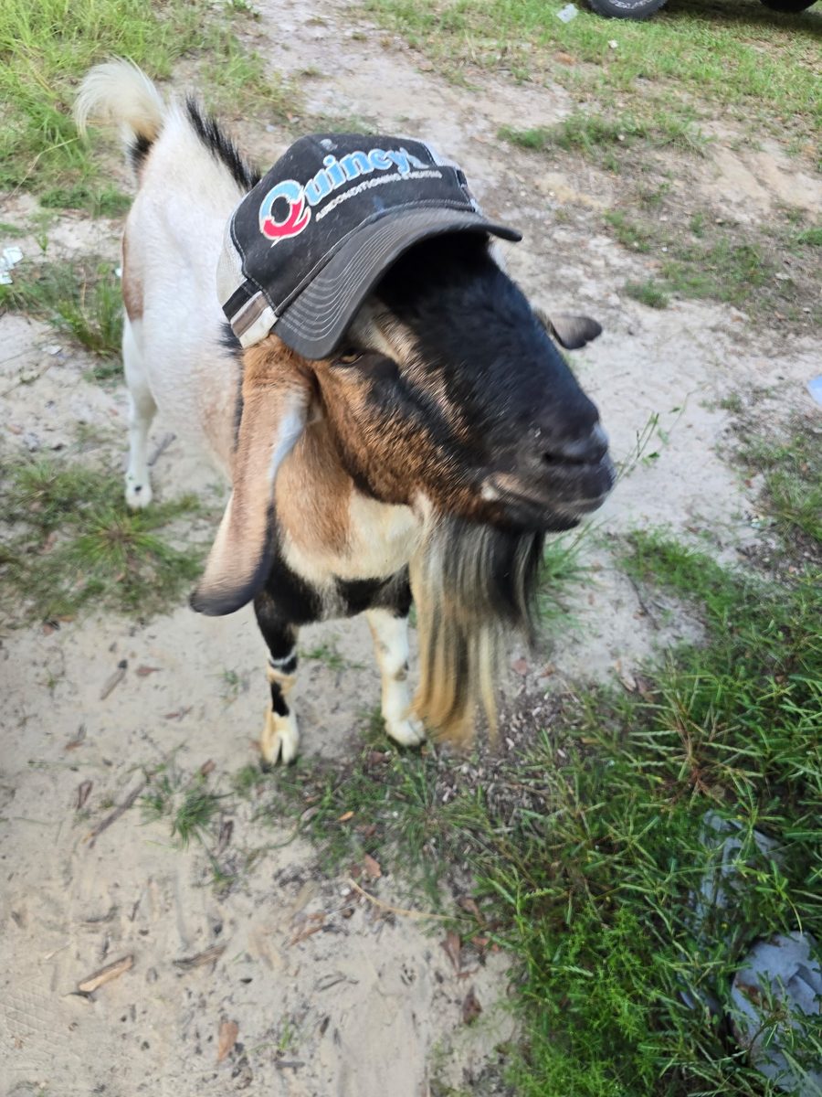 A goat wearing a Quincy's Heating & Air branded cap — because everyone at Quincy's is part of the team